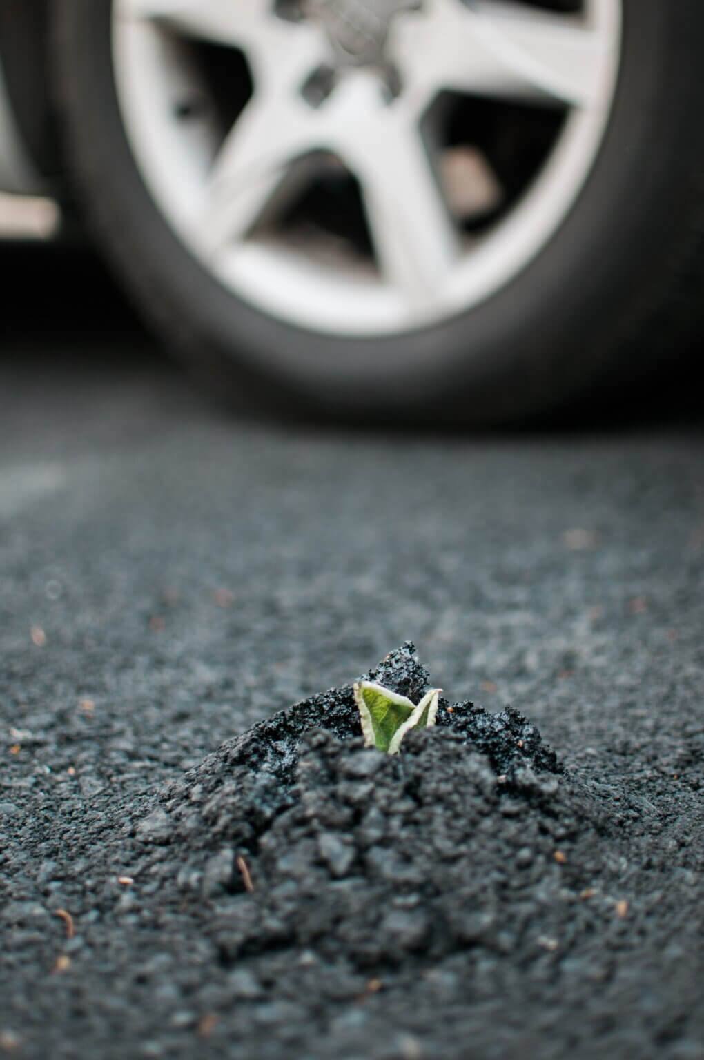 Plant sprouting through asphalt with car wheel background